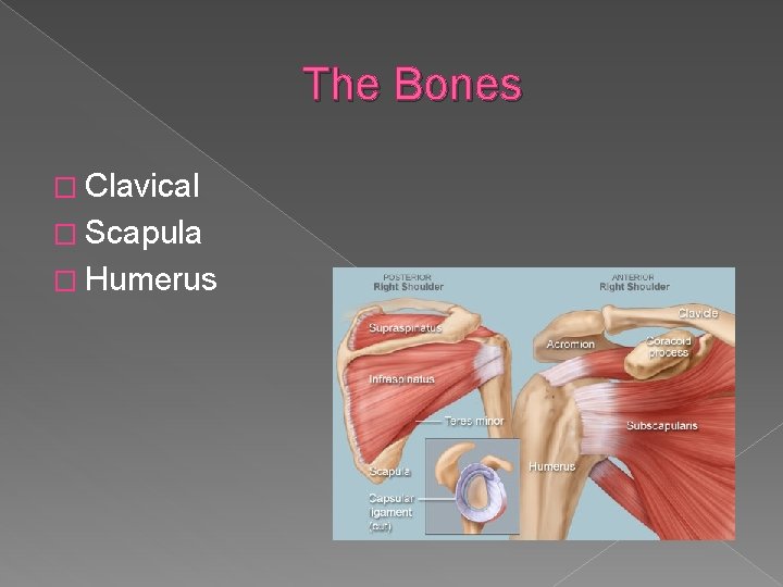 The Bones � Clavical � Scapula � Humerus 