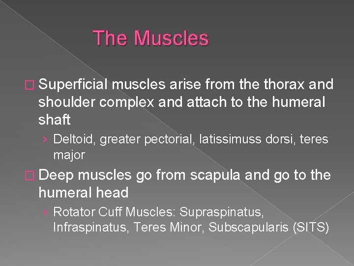 The Muscles � Superficial muscles arise from the thorax and shoulder complex and attach