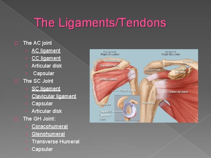 The Ligaments/Tendons The AC joint › AC ligament › CC ligament › Articular disk