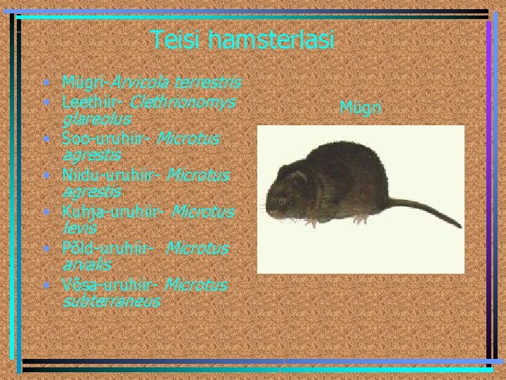 Teisi hamsterlasi • Mügri-Arvicola terrestris • Leethiir- Clethrionomys glareolus • Soo-uruhiir- Microtus agrestis •
