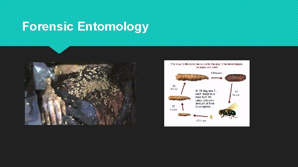 Forensic Entomology 