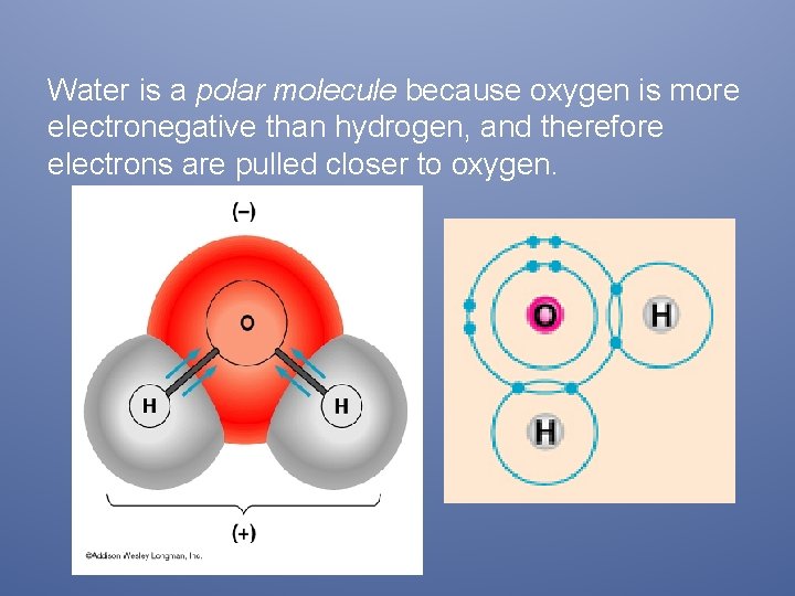 Water is a polar molecule because oxygen is more electronegative than hydrogen, and therefore