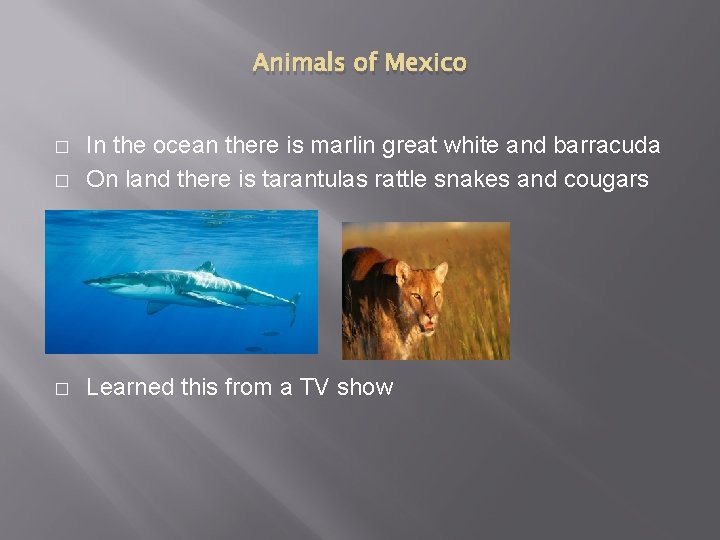 Animals of Mexico � In the ocean there is marlin great white and barracuda