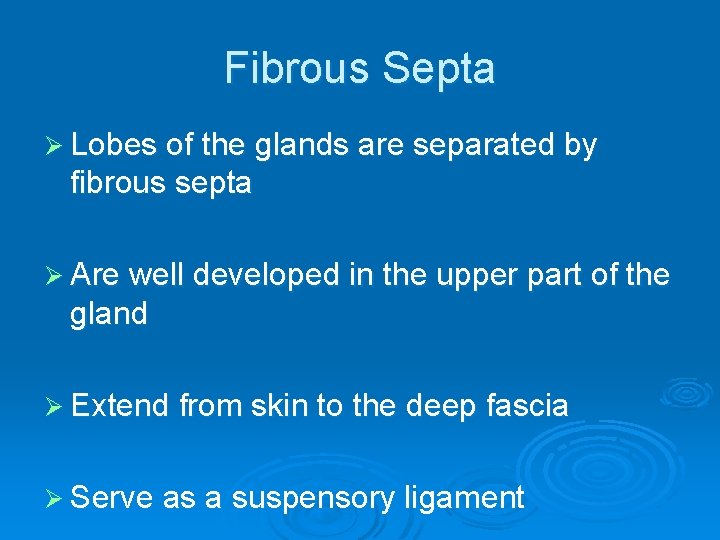 Fibrous Septa Ø Lobes of the glands are separated by fibrous septa Ø Are