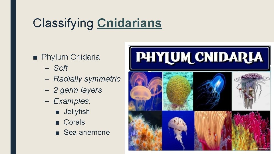 Classifying Cnidarians ■ Phylum Cnidaria – Soft – Radially symmetric – 2 germ layers