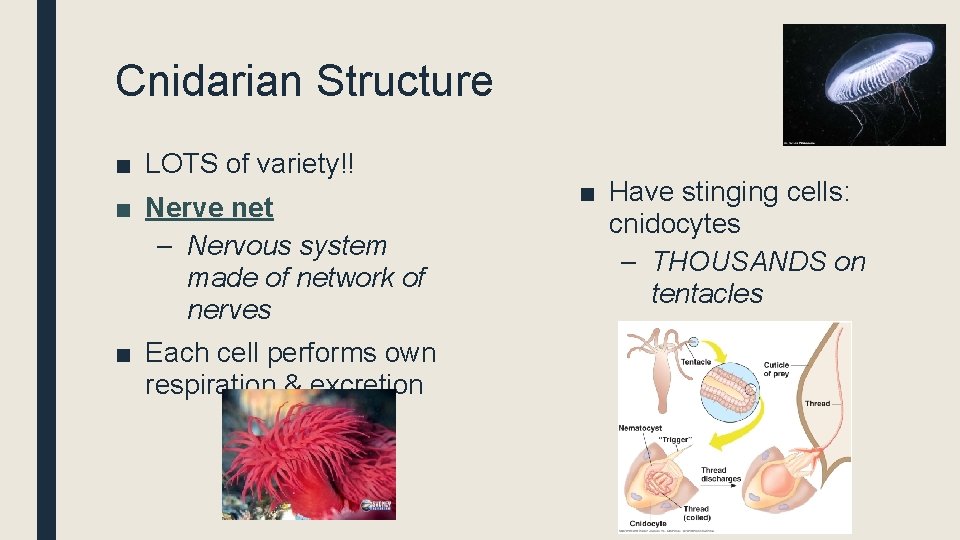 Cnidarian Structure ■ LOTS of variety!! ■ Nerve net – Nervous system made of