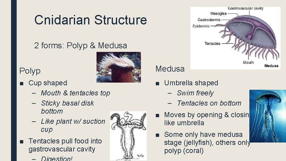 Cnidarian Structure 2 forms: Polyp & Medusa Polyp Medusa ■ Cup shaped – Mouth