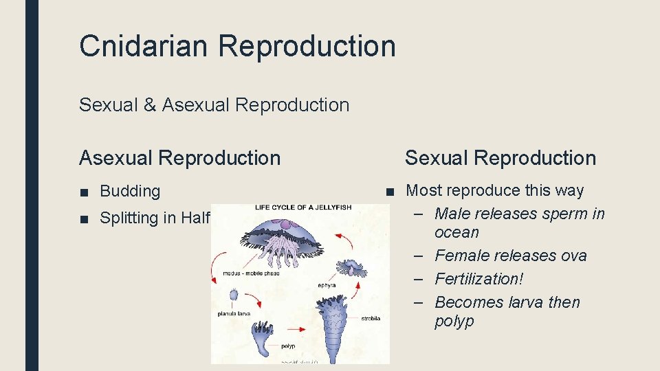 Cnidarian Reproduction Sexual & Asexual Reproduction ■ Budding ■ Splitting in Half Sexual Reproduction