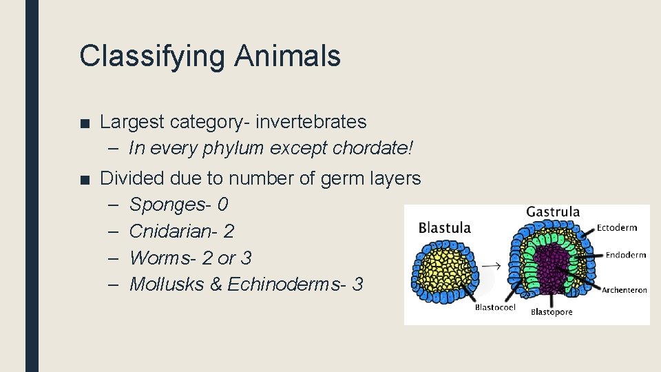 Classifying Animals ■ Largest category- invertebrates – In every phylum except chordate! ■ Divided