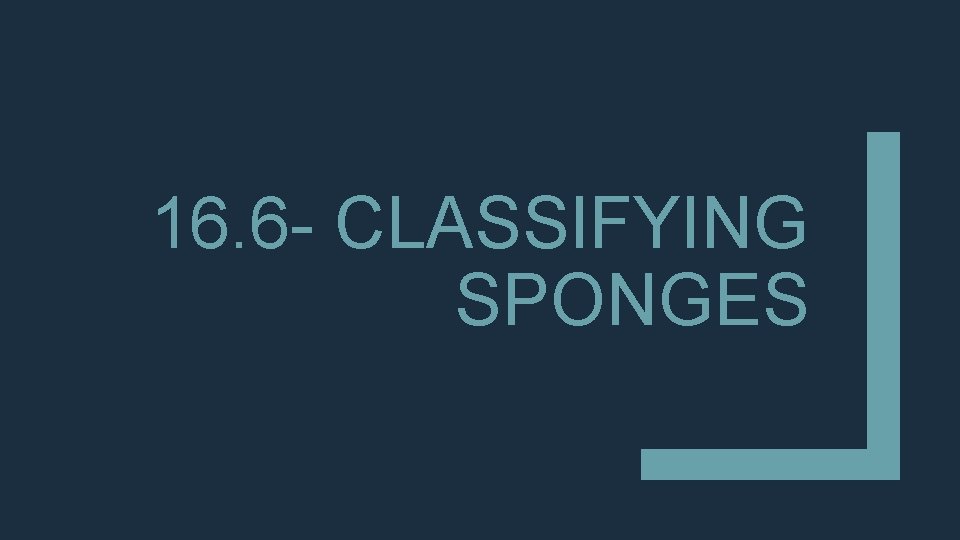 16. 6 - CLASSIFYING SPONGES 