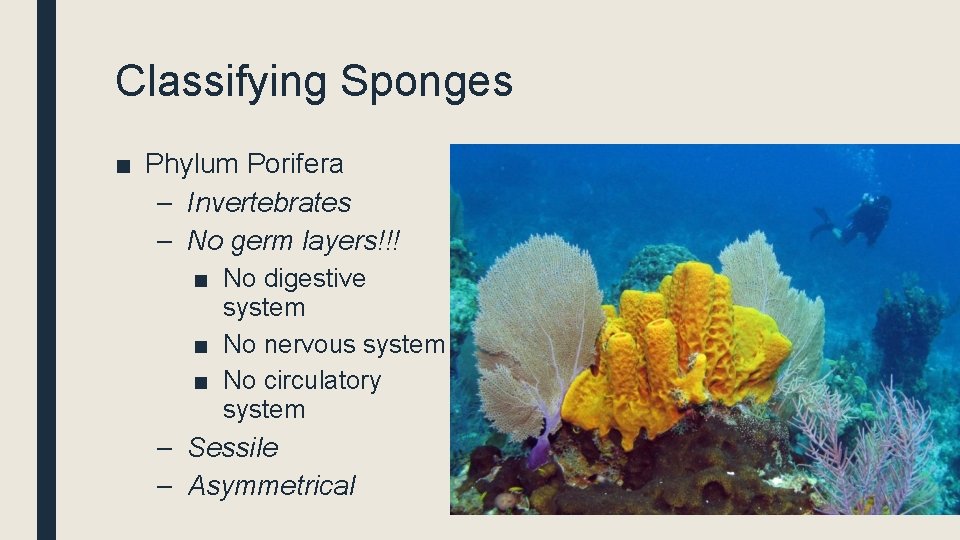 Classifying Sponges ■ Phylum Porifera – Invertebrates – No germ layers!!! ■ No digestive
