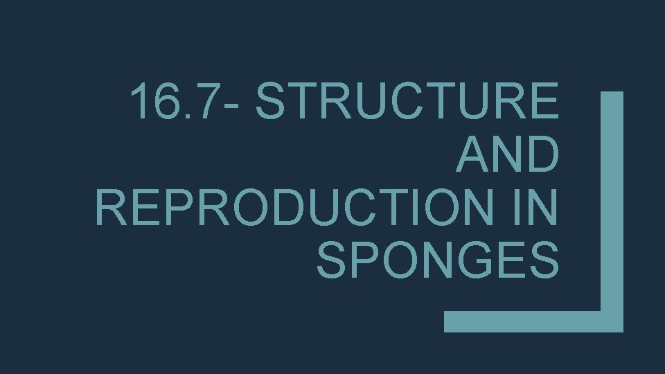 16. 7 - STRUCTURE AND REPRODUCTION IN SPONGES 
