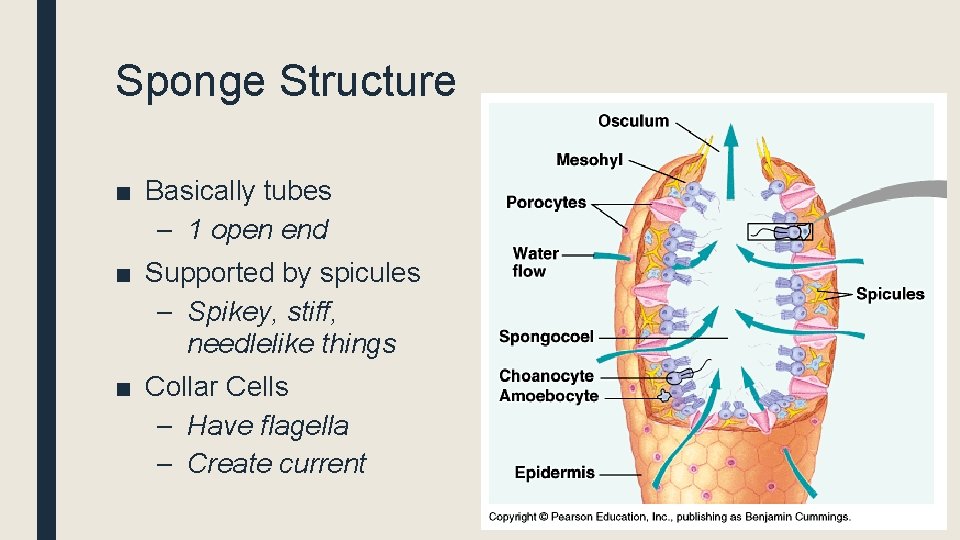 Sponge Structure ■ Basically tubes – 1 open end ■ Supported by spicules –