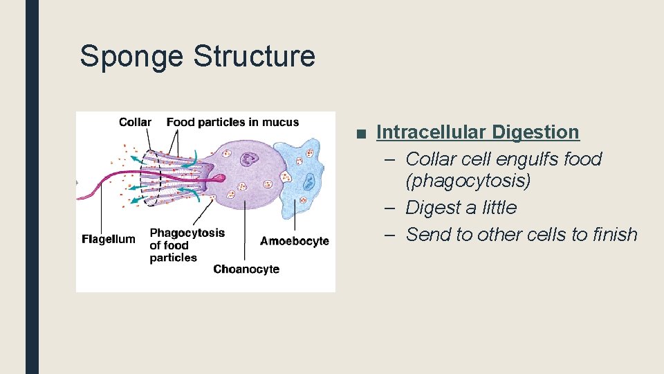 Sponge Structure ■ Intracellular Digestion – Collar cell engulfs food (phagocytosis) – Digest a