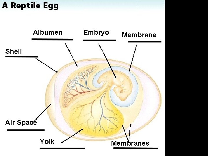 Albumen Embryo Membrane Shell Air Space Yolk Membranes 
