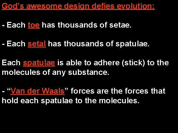 God’s awesome design defies evolution: - Each toe has thousands of setae. - Each
