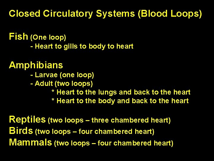 Closed Circulatory Systems (Blood Loops) Fish (One loop) - Heart to gills to body