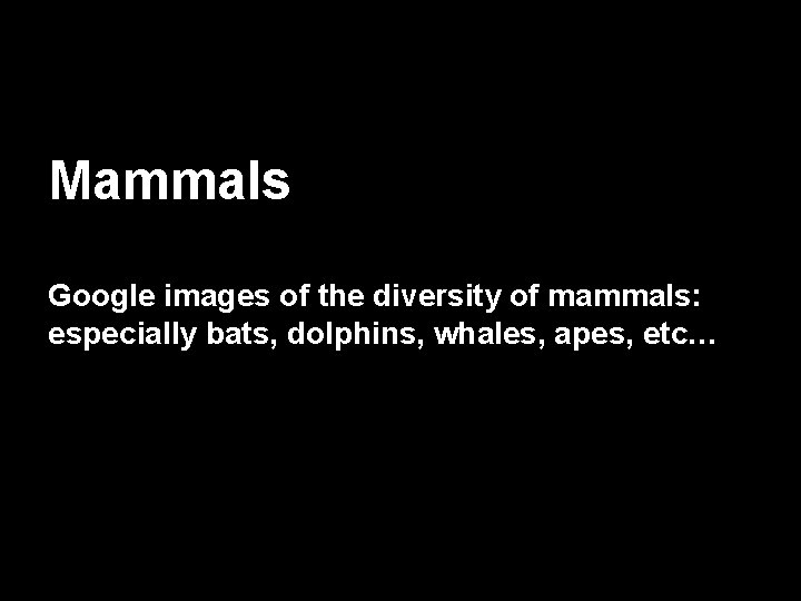Mammals Google images of the diversity of mammals: especially bats, dolphins, whales, apes, etc…