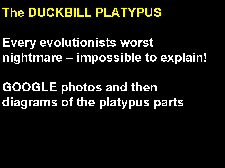 The DUCKBILL PLATYPUS Every evolutionists worst nightmare – impossible to explain! GOOGLE photos and