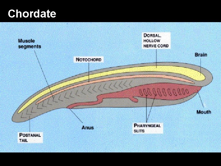 Chordate 