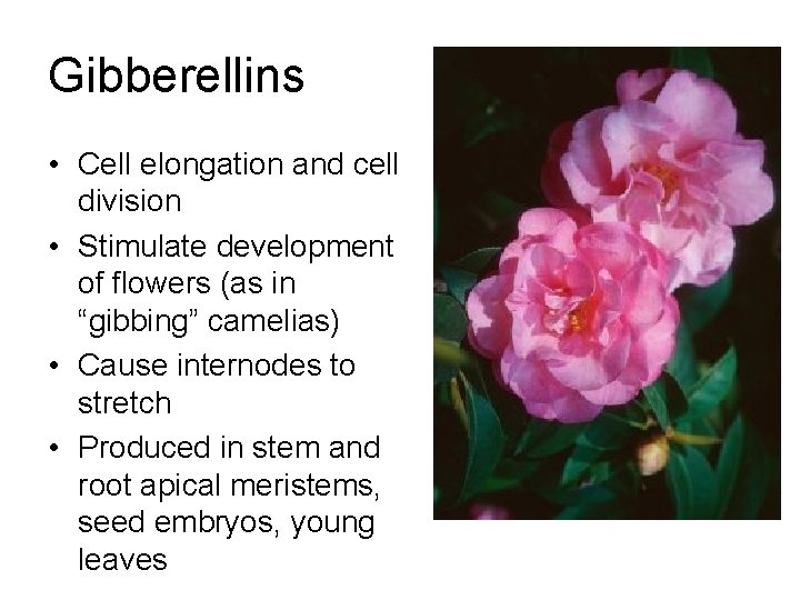 Gibberellins • Cell elongation and cell division • Stimulate development of flowers (as in