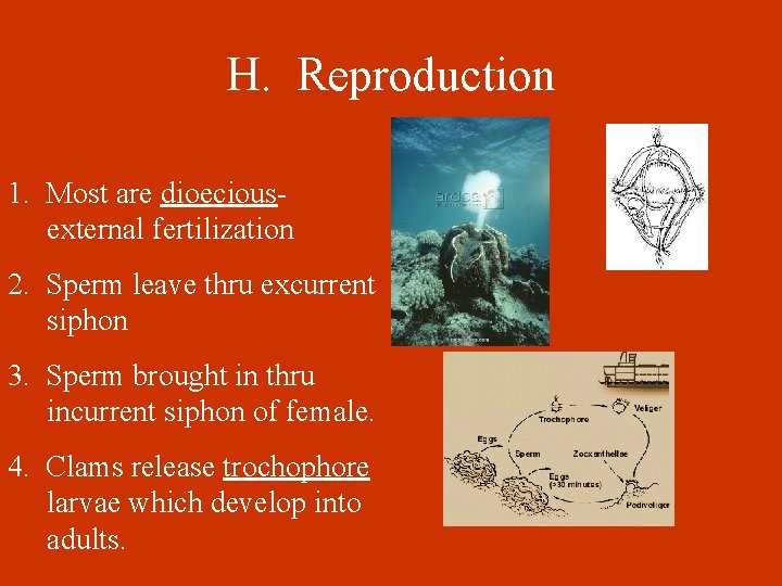 H. Reproduction 1. Most are dioeciousexternal fertilization 2. Sperm leave thru excurrent siphon 3.