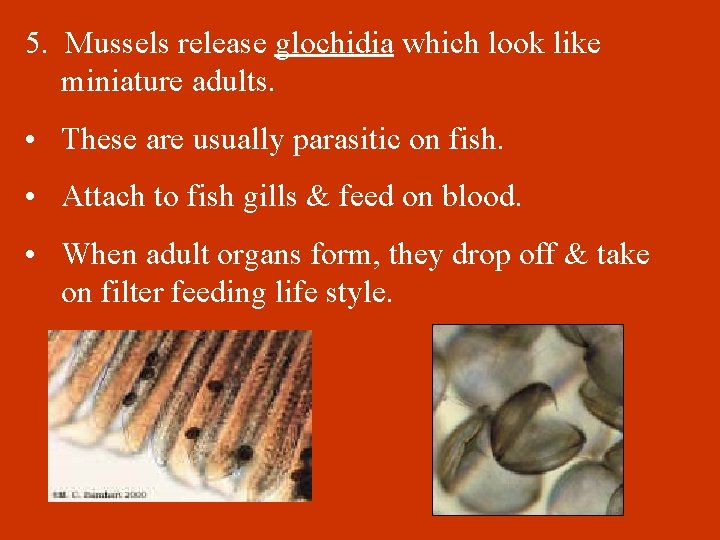 5. Mussels release glochidia which look like miniature adults. • These are usually parasitic