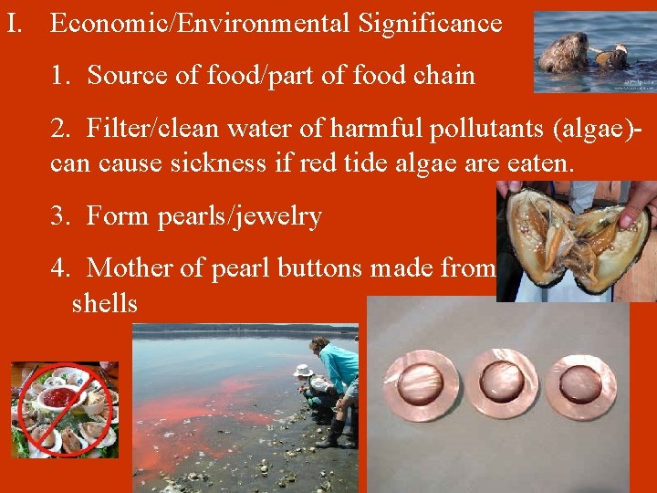 I. Economic/Environmental Significance 1. Source of food/part of food chain 2. Filter/clean water of