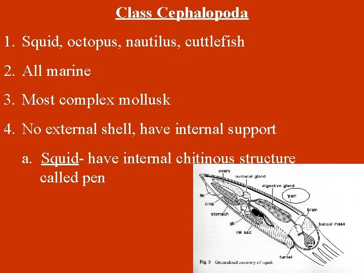 Class Cephalopoda 1. Squid, octopus, nautilus, cuttlefish 2. All marine 3. Most complex mollusk