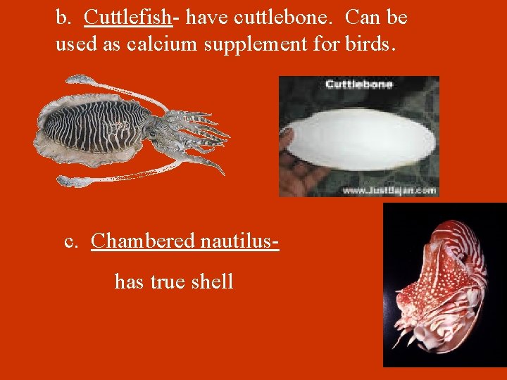 b. Cuttlefish- have cuttlebone. Can be used as calcium supplement for birds. c. Chambered