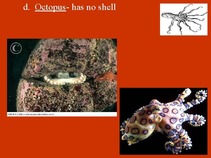 d. Octopus- has no shell 