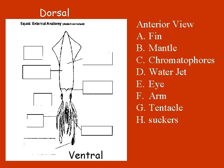 Dorsal Ventral Anterior View A. Fin B. Mantle C. Chromatophores D. Water Jet E.