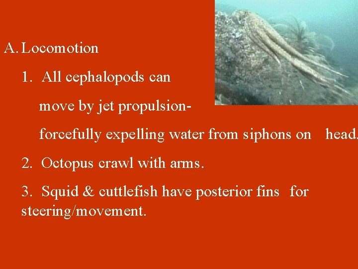 A. Locomotion 1. All cephalopods can move by jet propulsion- forcefully expelling water from