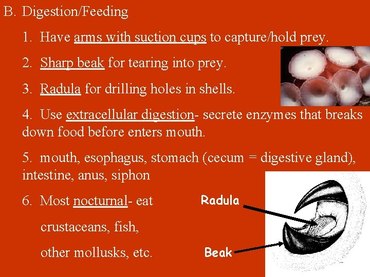 B. Digestion/Feeding 1. Have arms with suction cups to capture/hold prey. 2. Sharp beak