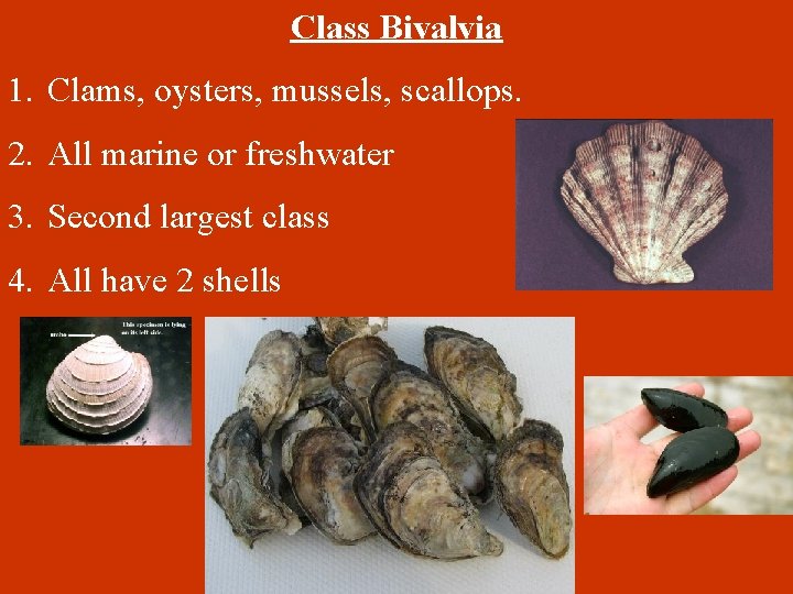 Class Bivalvia 1. Clams, oysters, mussels, scallops. 2. All marine or freshwater 3. Second