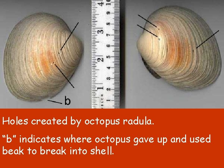 Holes created by octopus radula. “b” indicates where octopus gave up and used beak
