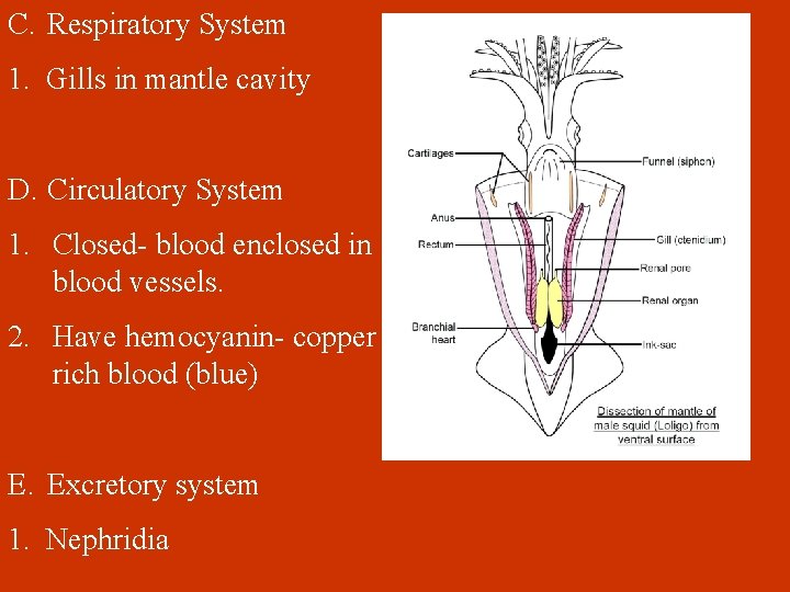 C. Respiratory System 1. Gills in mantle cavity D. Circulatory System 1. Closed- blood