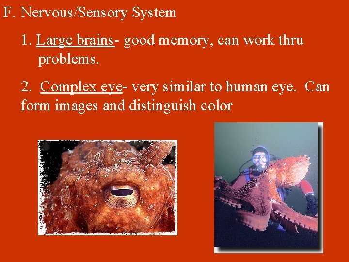 F. Nervous/Sensory System 1. Large brains- good memory, can work thru problems. 2. Complex