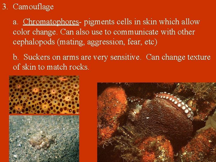 3. Camouflage a. Chromatophores- pigments cells in skin which allow color change. Can also