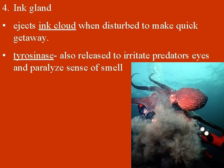 4. Ink gland • ejects ink cloud when disturbed to make quick getaway. •