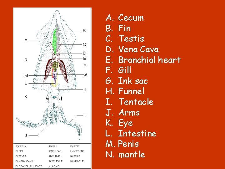 A. Cecum B. Fin C. Testis D. Vena Cava E. Branchial heart F. Gill