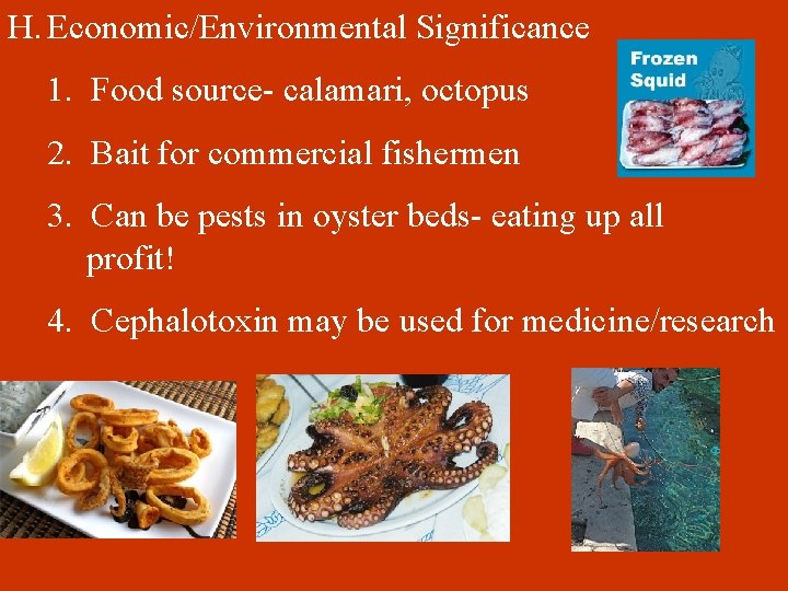 H. Economic/Environmental Significance 1. Food source- calamari, octopus 2. Bait for commercial fishermen 3.