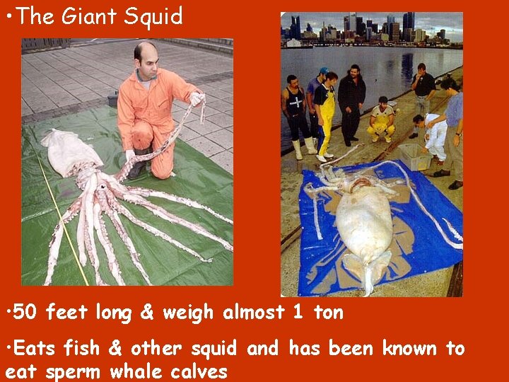  • The Giant Squid • 50 feet long & weigh almost 1 ton