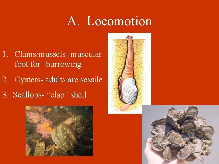 A. Locomotion 1. Clams/mussels- muscular foot for burrowing 2. Oysters- adults are sessile 3.