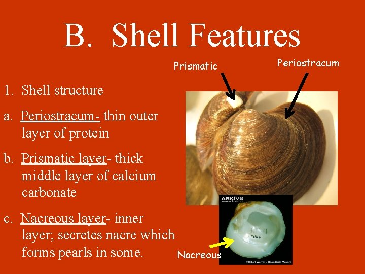 B. Shell Features Prismatic 1. Shell structure a. Periostracum- thin outer layer of protein