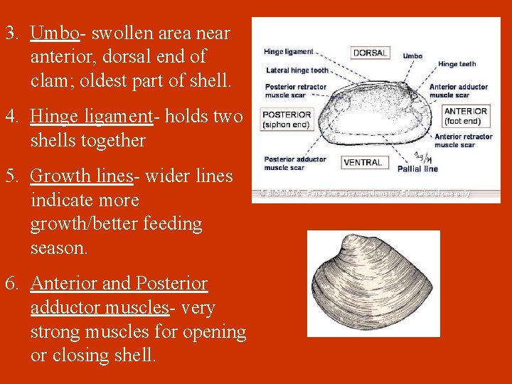 3. Umbo- swollen area near anterior, dorsal end of clam; oldest part of shell.