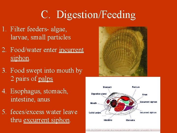 C. Digestion/Feeding 1. Filter feeders- algae, larvae, small particles 2. Food/water enter incurrent siphon.