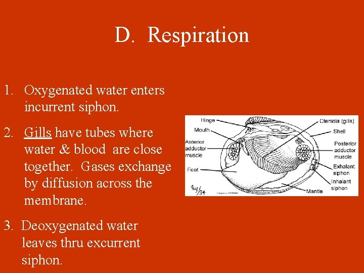 D. Respiration 1. Oxygenated water enters incurrent siphon. 2. Gills have tubes where water