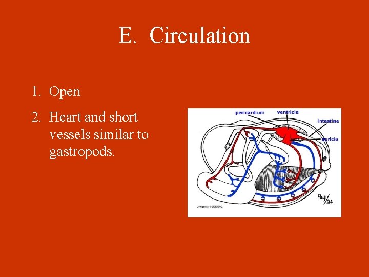 E. Circulation 1. Open 2. Heart and short vessels similar to gastropods. 