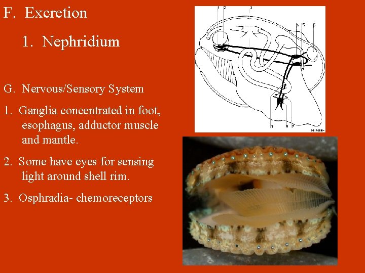 F. Excretion 1. Nephridium G. Nervous/Sensory System 1. Ganglia concentrated in foot, esophagus, adductor